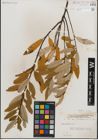 Foto von Salix humilis Marshall